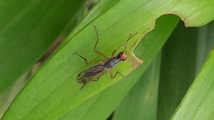 Norellia