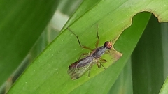 Norellia