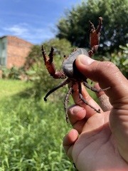 Hypolobocera bouvieri