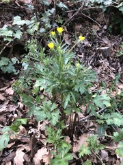Ranunculus repens