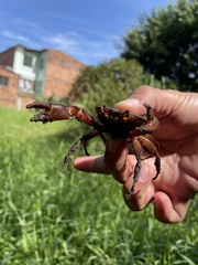 Hypolobocera bouvieri