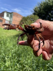 Hypolobocera bouvieri