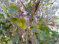 Smilax aspera