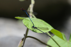 Argia cupraurea
