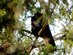 Corvus frugilegus