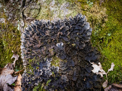 Peltigera evansiana