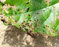 Eurypepla brevilineata