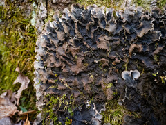 Peltigera evansiana