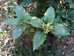 Viburnum tinus