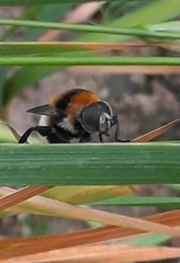 Merodon equestris