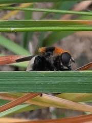 Merodon equestris