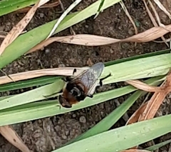 Merodon equestris