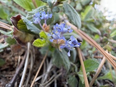 Ceanothus diversifolius