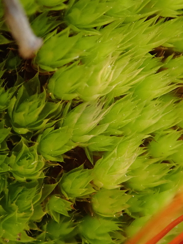 Ptychostomum imbricatulum