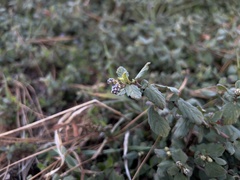 Ceanothus diversifolius