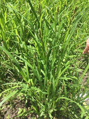 Carex shortiana