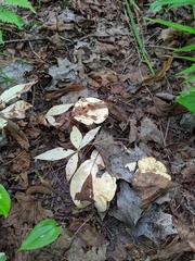 Hydnum subolympicum