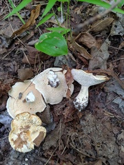 Hydnum subolympicum