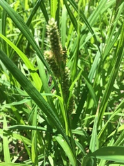 Carex shortiana