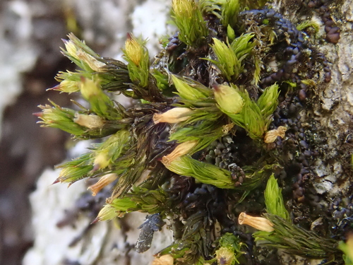 Image of Orthotrichum patens by (c) Christian Berg, some rights reserved (CC BY)