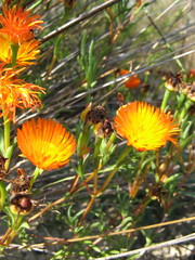 Lampranthus aurantiacus