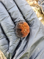 Pyrrharctia isabella