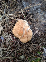 Hydnum subolympicum