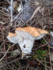 Hydnum subolympicum