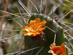 Opuntia quitensis