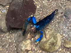 Macrobrachium hancocki