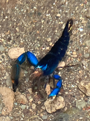 Macrobrachium hancocki