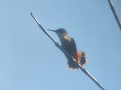 Lophornis adorabilis