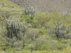 Espostoa senilis