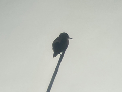 Lophornis adorabilis