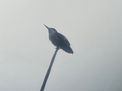 Lophornis adorabilis