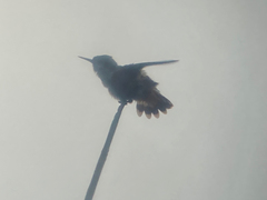 Lophornis adorabilis