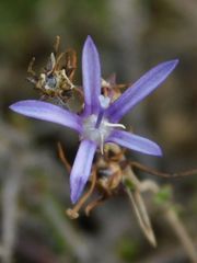 Wahlenbergia tenella