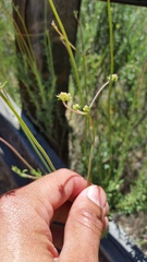 Eriogonum fasciculatum foliolosum