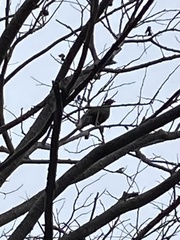 Ortalis poliocephala