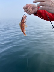 Sebastes semicinctus