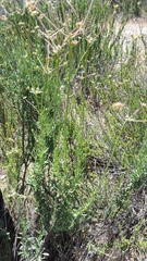 Eriogonum fasciculatum foliolosum
