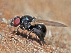 Lonchaea palposa
