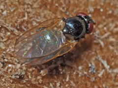 Lonchaea palposa