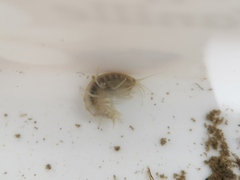 Gammarus roeselii