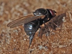 Lonchaea palposa