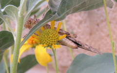 Trimerotropis pallidipennis