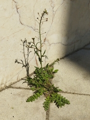 Capsella bursa-pastoris