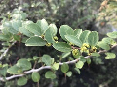 Gymnosporia nemorosa