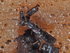 Dinaraea aequata