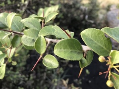 Gymnosporia nemorosa